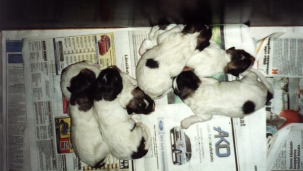 H litter as 1 day old. JPEG [29946 bytes]