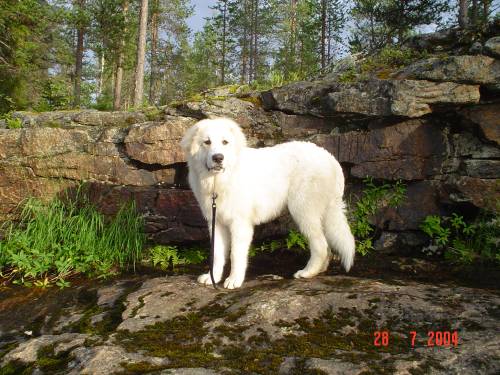 Acasos Icaros in Lappland JPEG [47443 bytes]