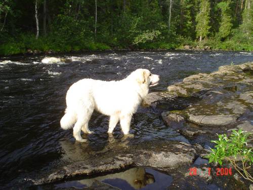 Acasos Icaros in Lappland JPEG [38766 bytes]