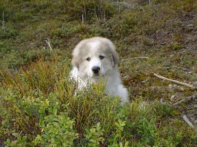 Acasos Icaros 12 weeks old [JPEG 36934 bytes]