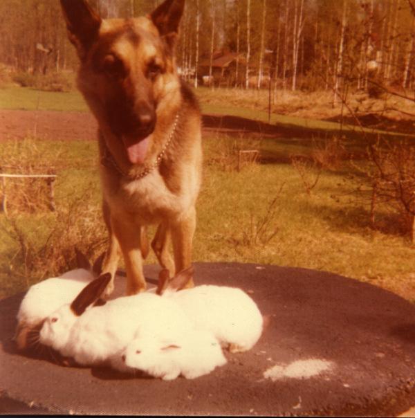 Congo herds rabbits. JPEG [32332 bytes]