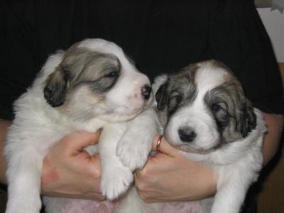 Icaros and Ifigineia as 20 days old