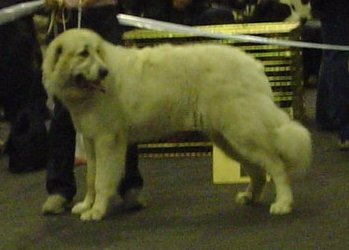 Acasos Ifigineija at Riga International & Baltic Winner Dog
		Show