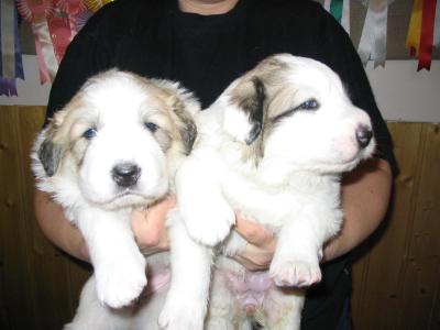 Iolitha and Ingaria as 20 days old