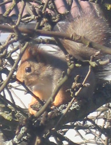 Orava omenapuussa [JPEG, 34968 bytes]